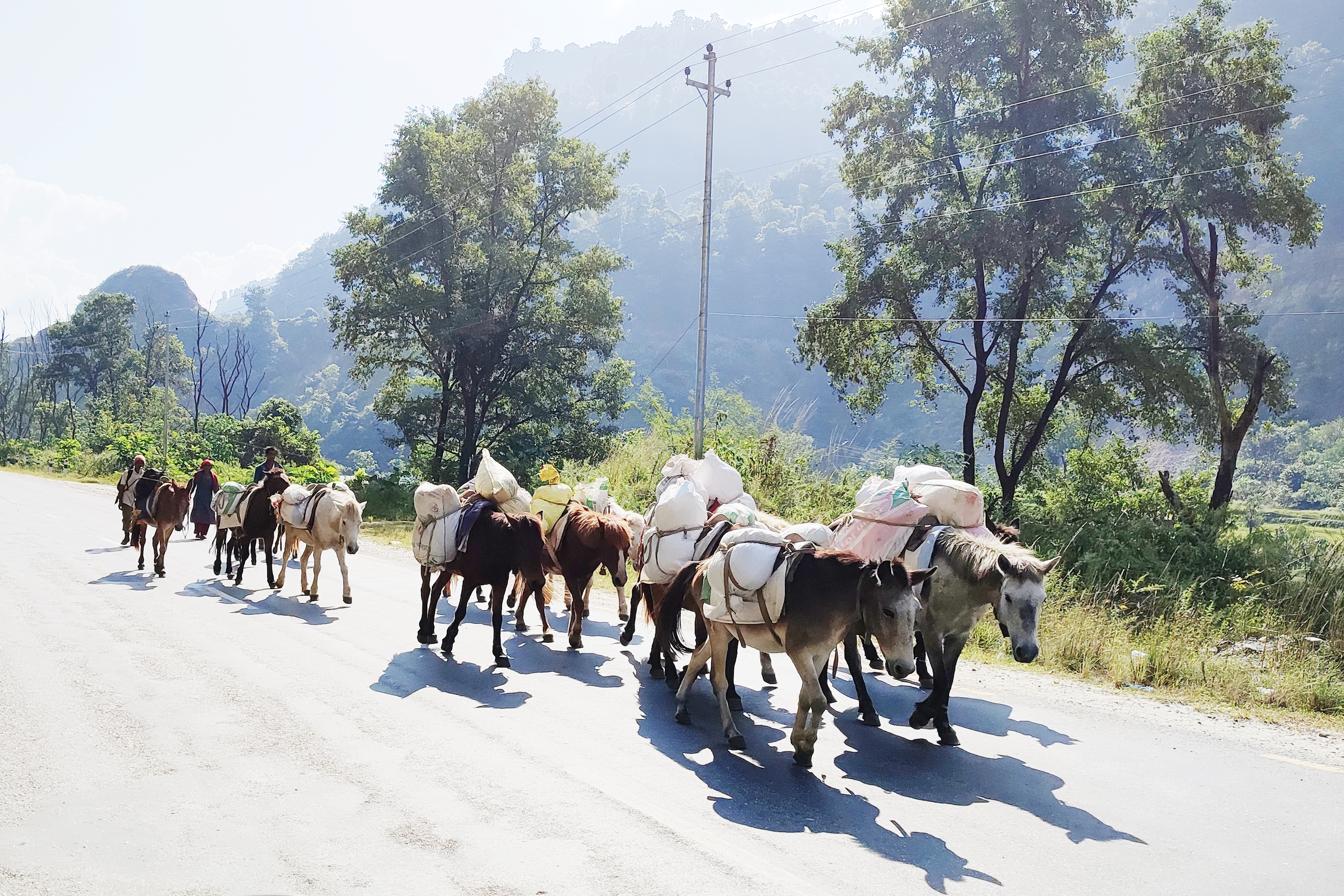 बर्खामा सामान ढुवानी गर्ने प्रमुख साधान खच्चड, हिउँदमा कामविहीन